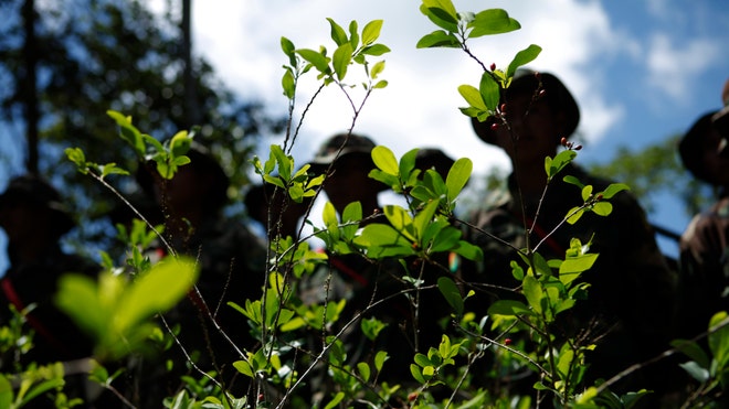 Bolivia Coca.jpg